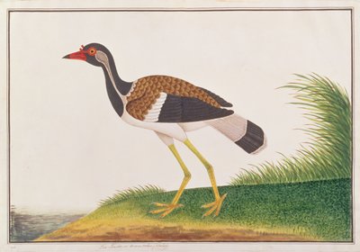 Rotschopfkiebitz, aus Zeichnungen von Vögeln aus Malakka, ca. 1805-18 von Chinese School